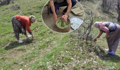 Dağdan toplanıyor, kilosu 10 bin TL’ye satılıyor